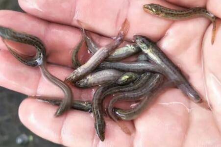 泥鳅苗的饲养管理及日常管理要求_养殖问答