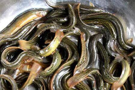 泥鳅暂养及运输常见问题_养殖问答