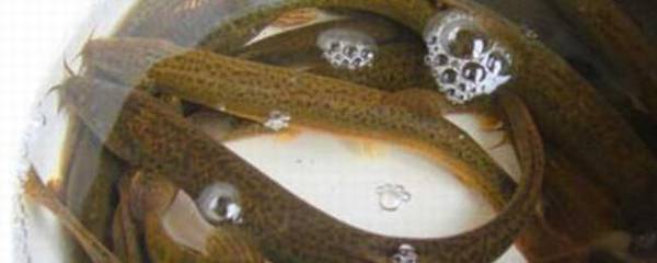 泥鳅在水中能活几天_养殖问答