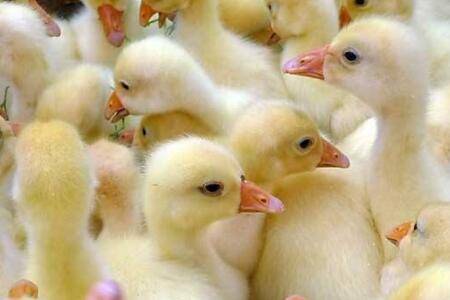 小鹅瘟怎么治_养鹅