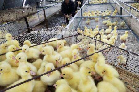 孵化鹅苗出壳前的注意事项_养鹅