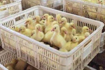 鹅苗孵化多少天能出壳_养鹅