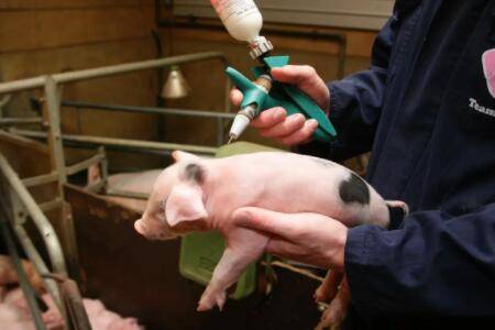猪场正规免疫程序表参考_养猪