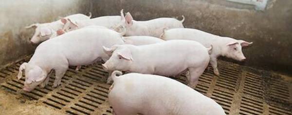 合圈时怎么防止猪打架_养猪