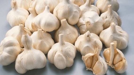 大蒜可以防止猪打架吗_种植问答