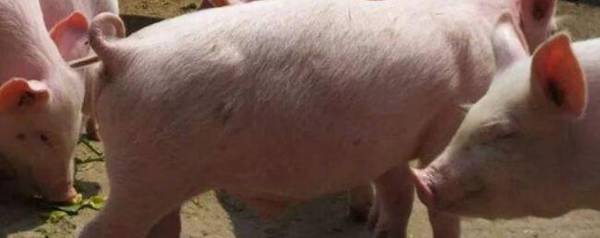 怎么打针猪不跑,三个方法很管用_养殖问答