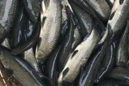 养青鱼喂什么饲料好_养鱼