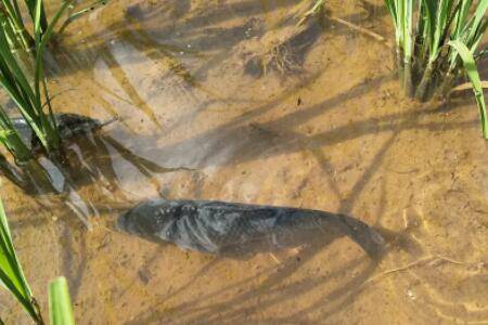 一亩稻田养多少鱼,稻田养鱼有什么好处_养鱼