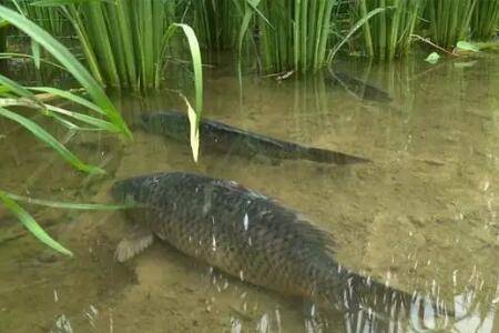 超级实用的稻田养鱼技术_养鱼
