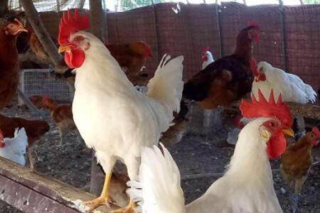 白羽鸡生长周期多长时间_养鸡