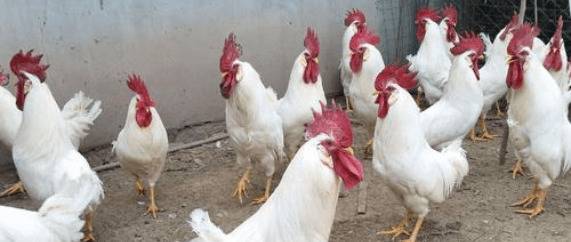 白羽鸡生长周期多长时间_养鸡