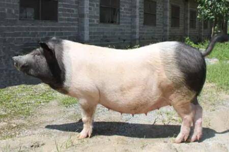 猪出栏时有多重_养猪