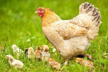 母鸡不交配能不能下蛋_养鸡