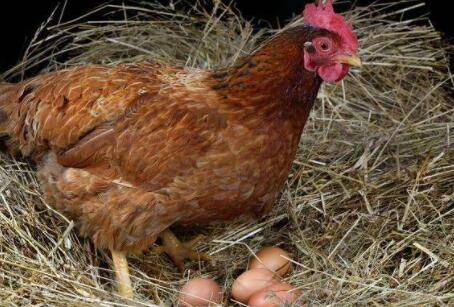 母鸡不交配能不能下蛋_养鸡