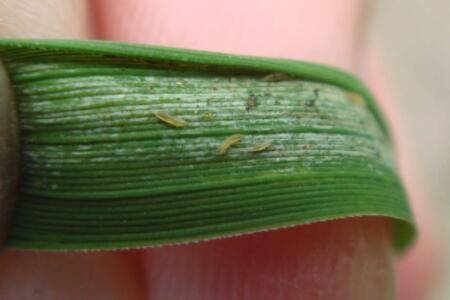 水稻稻蓟马怎么防治_种植问答