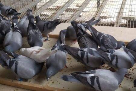 �Ÿ�ά����b12��ô�ã��Ÿ뻻�����ܲ���ιά����b12_����