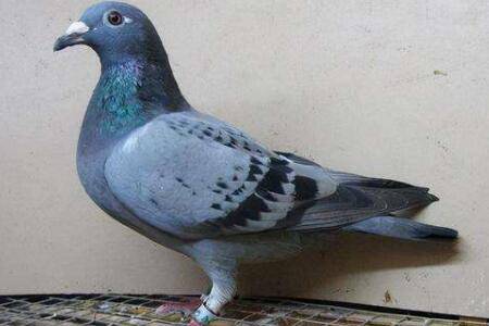 信鸽能不能长期笼养?_养鸽