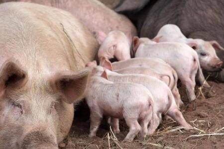 母猪有奶水不下猪怎么办_养猪