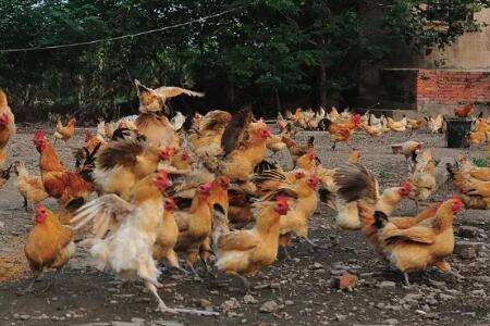 养一万只鸡一年赚多少钱_养鸡