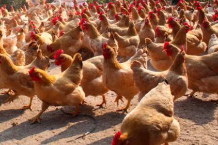 一只鸡一天生多少蛋_养鸡