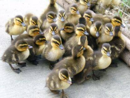 鸭子一般多长时间出栏,吃鸭子为什么避开换毛期_养鸭