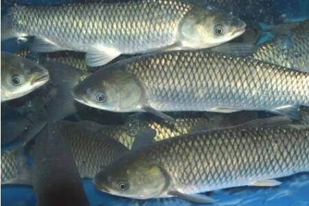 草鱼多大开始吃草_养鱼