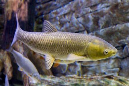 一斤草鱼每天吃多少玉米_养鱼