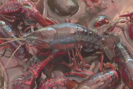 虾是胎生还是卵生的_养虾