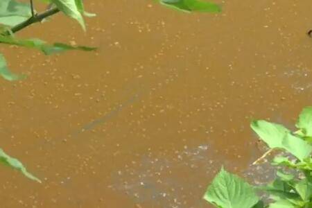 鱼塘中有锈水怎么办_养鱼