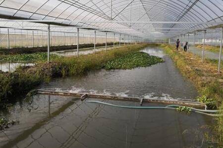 小龙虾大棚养殖方法_养虾