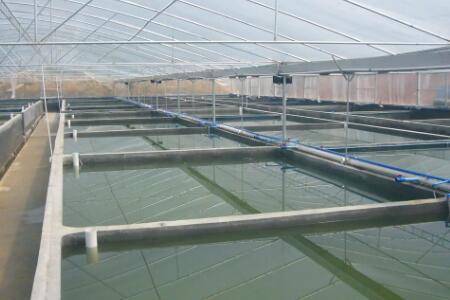 大棚淡水虾的养殖技术_养虾