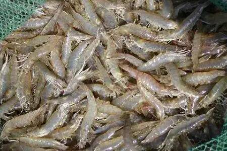 淡水能不能养对虾_养虾