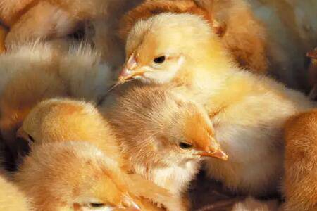 9月份能孵化小鸡吗_养鸡