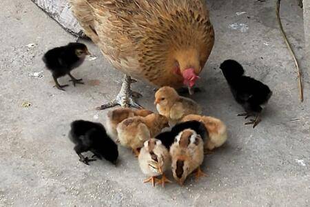 小鸡怎么饲养比较好_养鸡