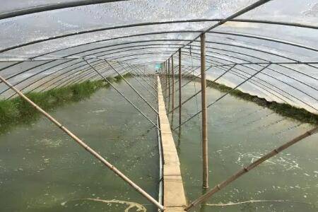 养对虾对水质有什么要求_养虾