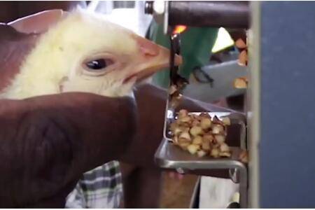 小鸡什么时间剪嘴,给小鸡剪嘴时注意什么问题_养鸡