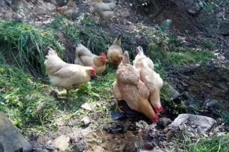 中药煮水喂鸡的九大配方_养鸡