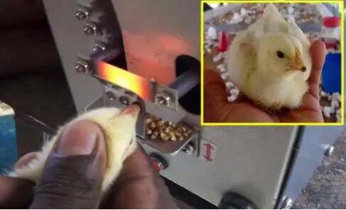 小鸡剪嘴是什么原因,怎么给小鸡剪嘴_养鸡