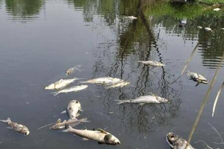 夏天鱼塘死鱼怎么办,用什么药治_养鱼