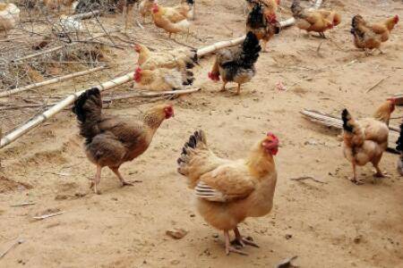 养一万只土鸡需要多少亩地_养鸡