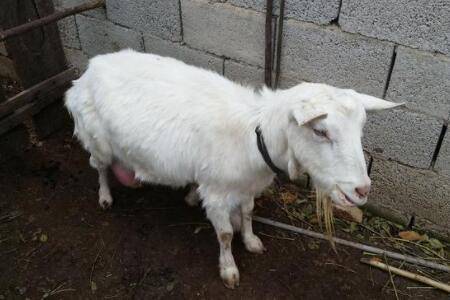 羊不喝水怎么治疗?_养羊