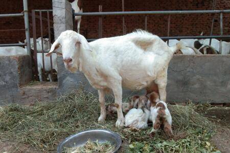 小羊拉稀怎么办,如何预防小羊拉稀问题_养殖问答