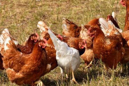 鸡发瘟的常见原因有哪些_养鸡