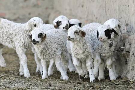 小羊羔拉黄稀用什么治疗_养羊