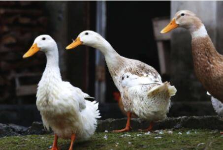 让鸭子长得快的常用方法_养鸭