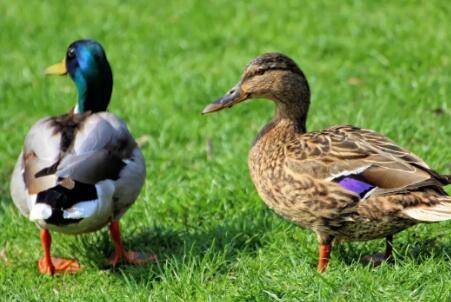 怎么提高鸭子的成活率_养鸭