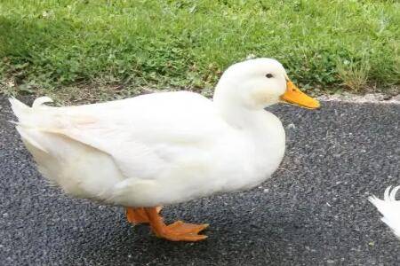 Ѽ�Ӳ���ʳ����Щԭ��_��Ѽ