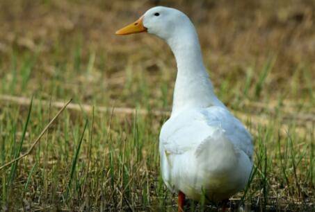 鸭子的五大品种_养鸭