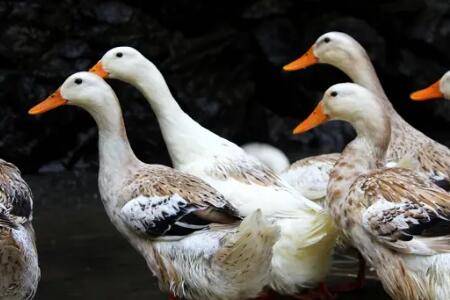 鸭子多长时间开始下蛋_养鸭