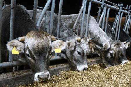 牛吃铁有什么症状_养牛